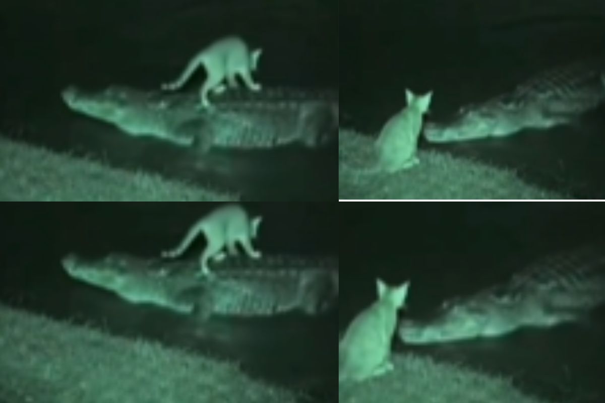 cat and crocodile