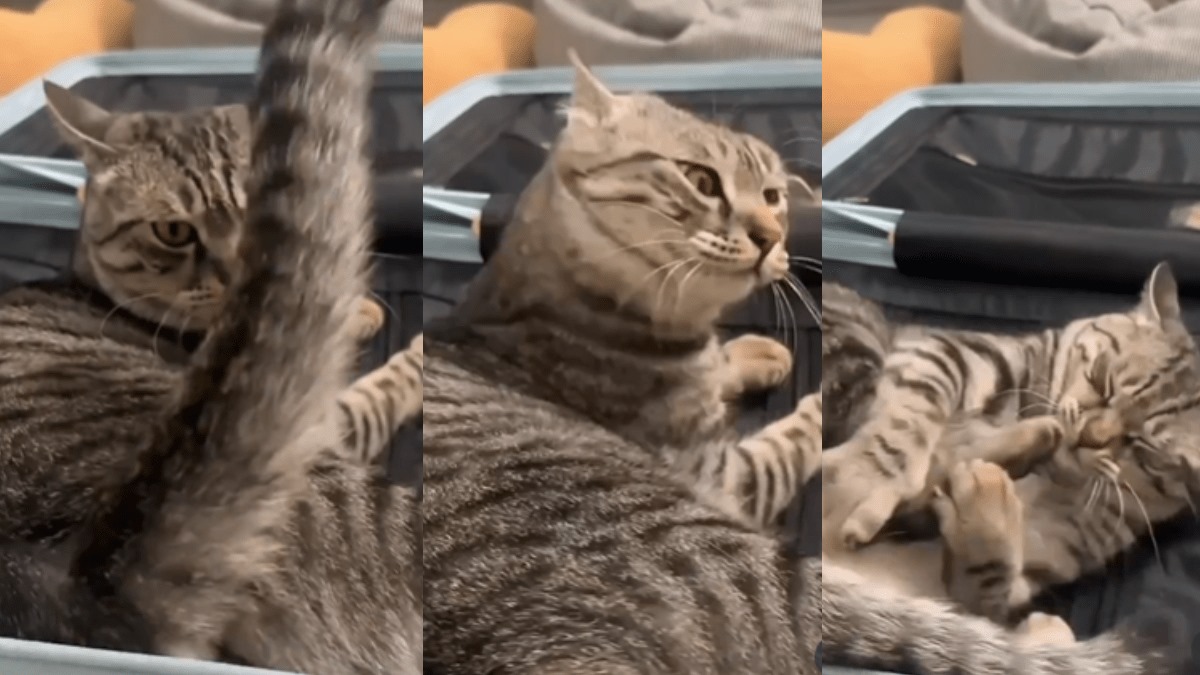 cat viral video