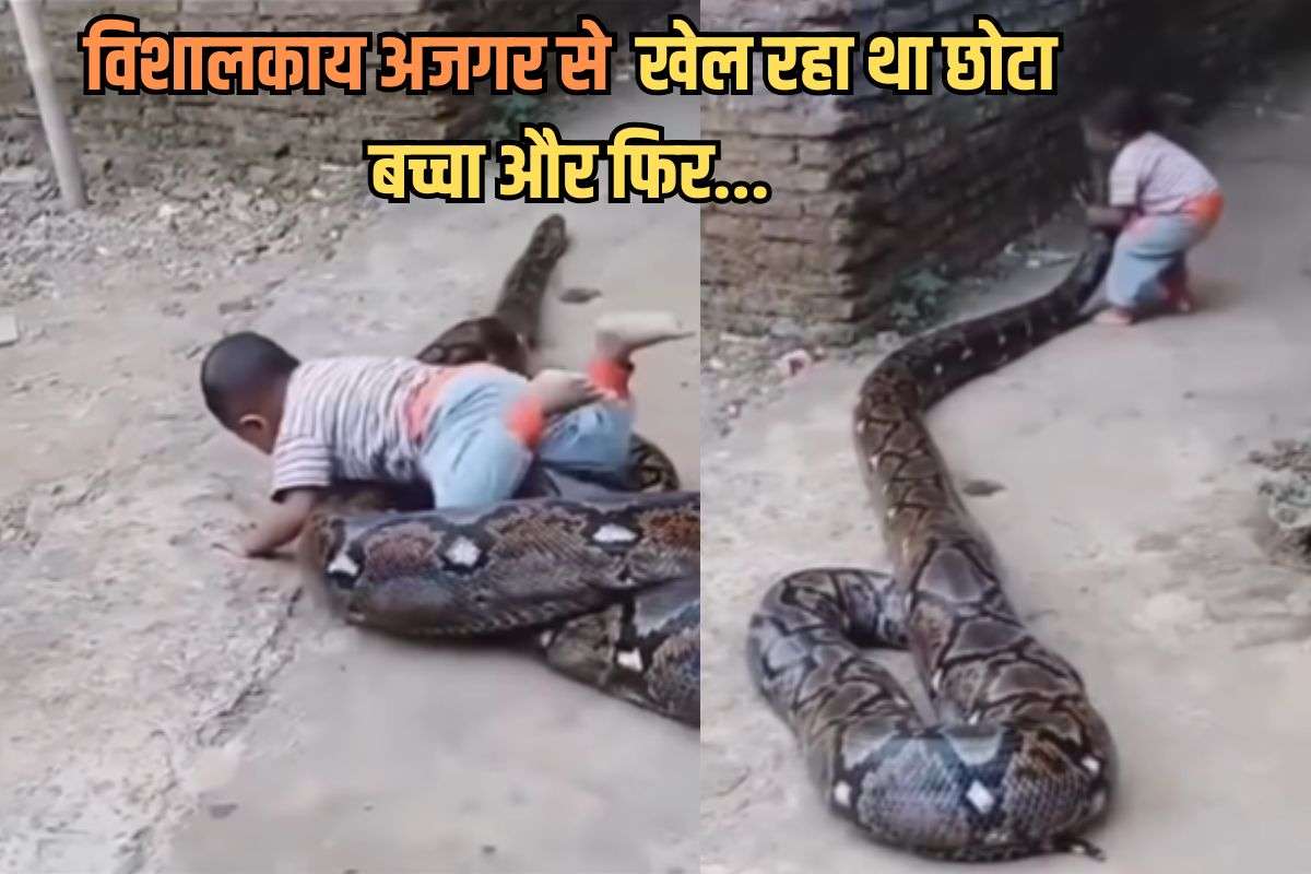 child playing with giant python