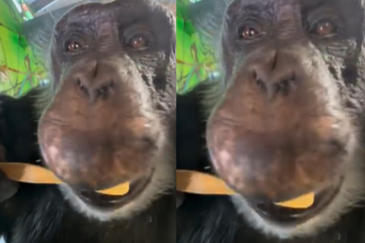 chimpanzee