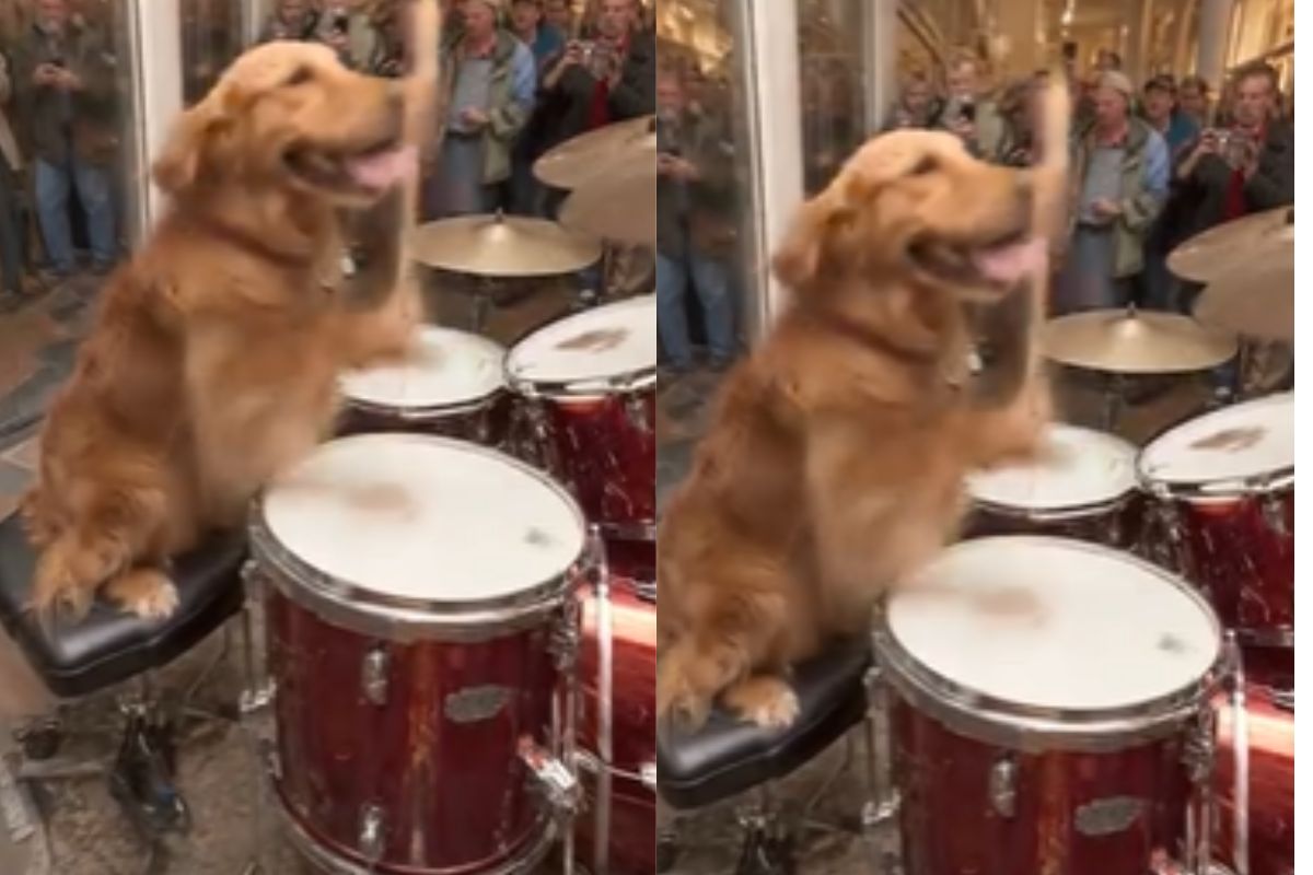 dog