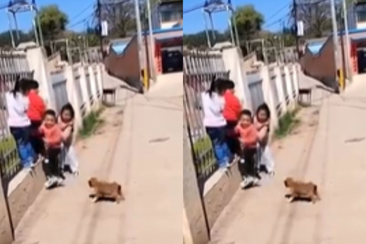 dog