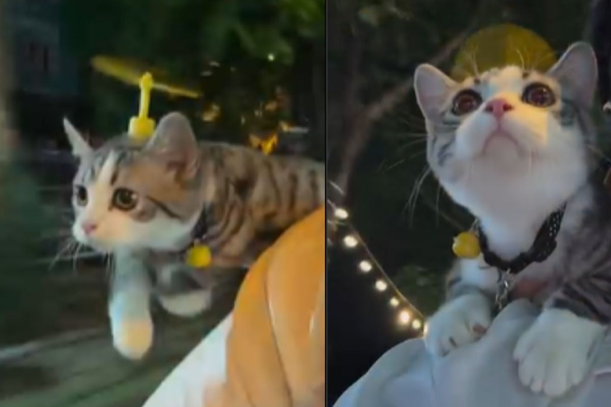 doremon cat