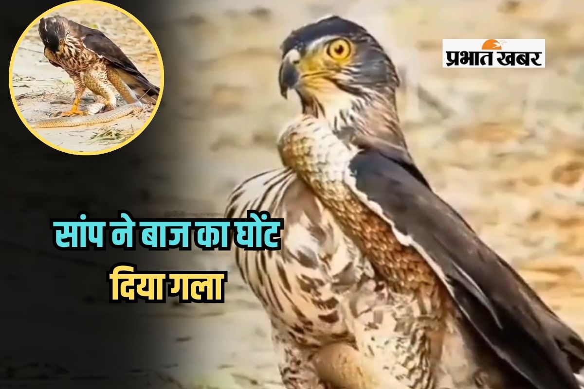 fight between snake and eagle