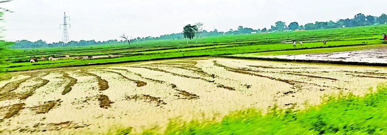 Chaibasa News : खेतों में सड़ रहे बिचड़े, बारिश रुकने के इंतजार में किसान