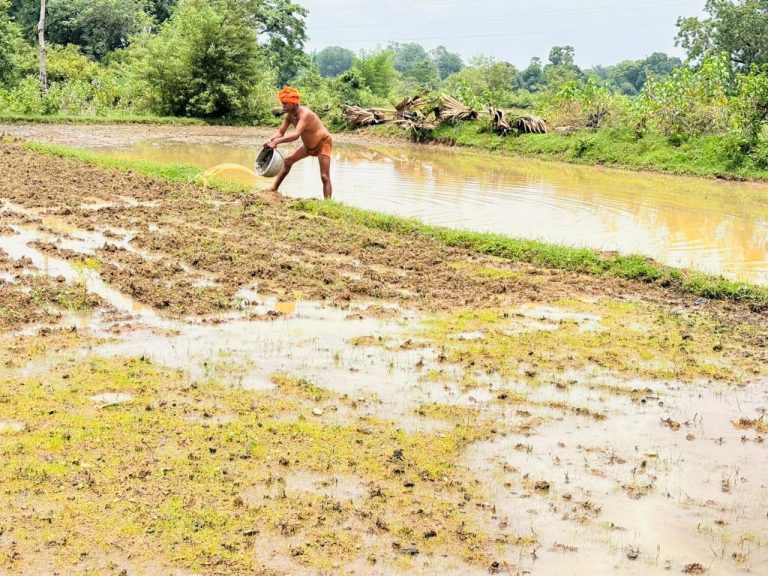 Giridih News :सरिया में लेवा विधि से किसान डाल रहे धान का बीज