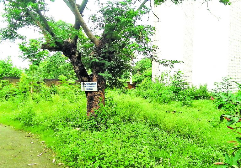Chaibasa News : पांच लाख का साइकिल स्टैंड झाड़ियों से घिरा, टिन शेड उड़े