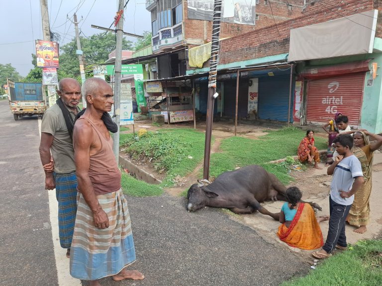 करेंट की चपेट में आने से भैंस की मौत