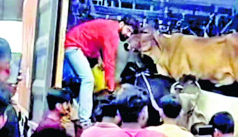 कांकसा में कंटेनर से अवैध रूप से तस्करी की जा रही गायें बरामद