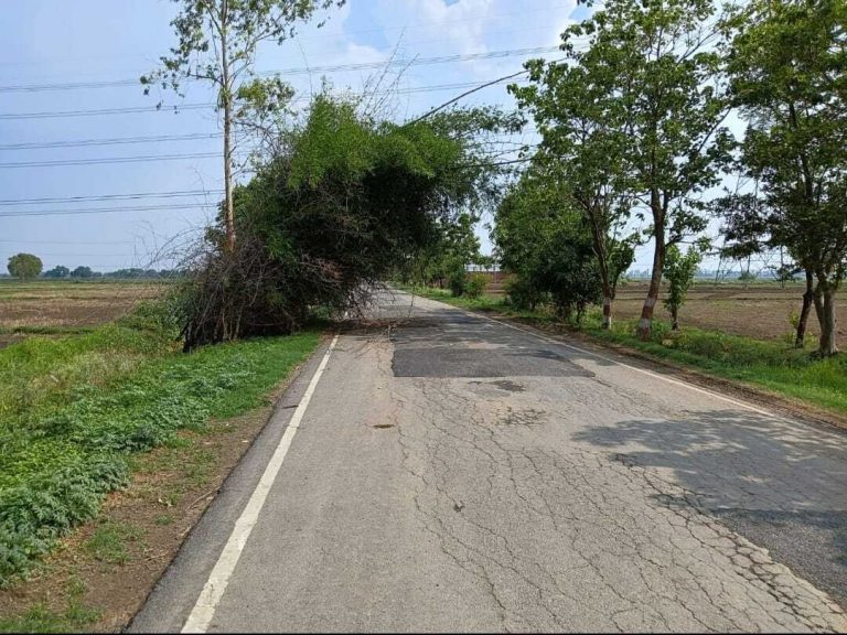 कुदरा-परसथुआ पथ पर बांस की झाड़ियों से वाहन चालक परेशान