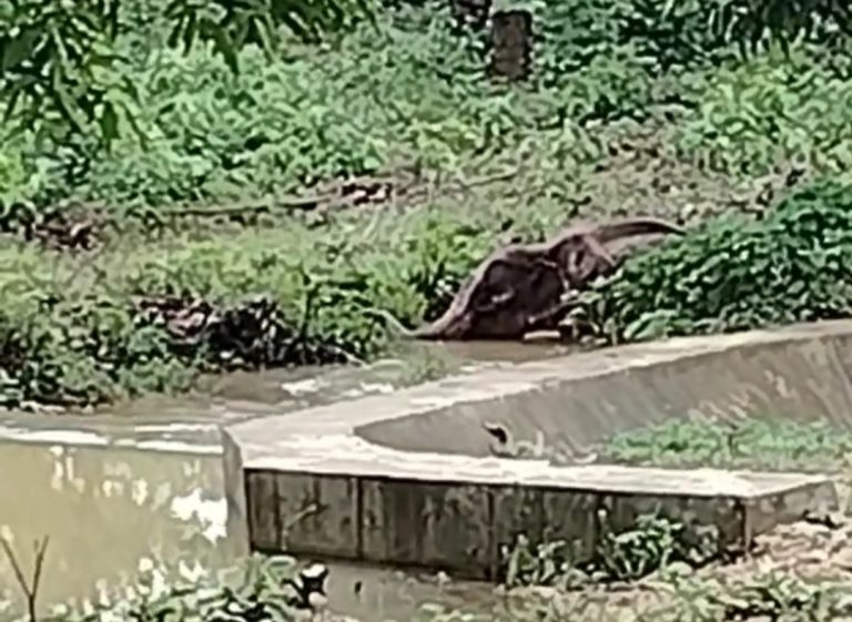 Chaibasa News : सारंडा में दिखा एक और घायल हाथी, रेस्क्यू में जुटा वन विभाग