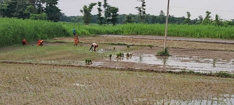 आसमान की ओर टकटकी लगाये हैं किसान, पंपसेट के भरोसे खेतों में धनरोपनी करने को विवश किसान
