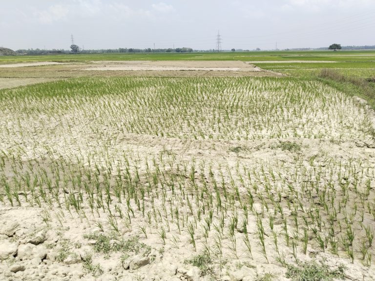 पंपिंग सेट और मोटर से सिंचाई कर रोपे गये धान की खेतों में पड़ने लगी दरारें