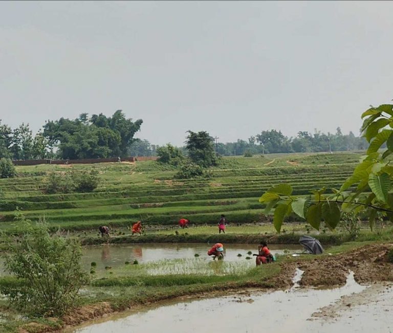 Giridih News :इस बार अच्छी बारिश से अधिक पैदावार की उम्मीद, बचे हुए किसानों ने शुरू की धनरोपनी