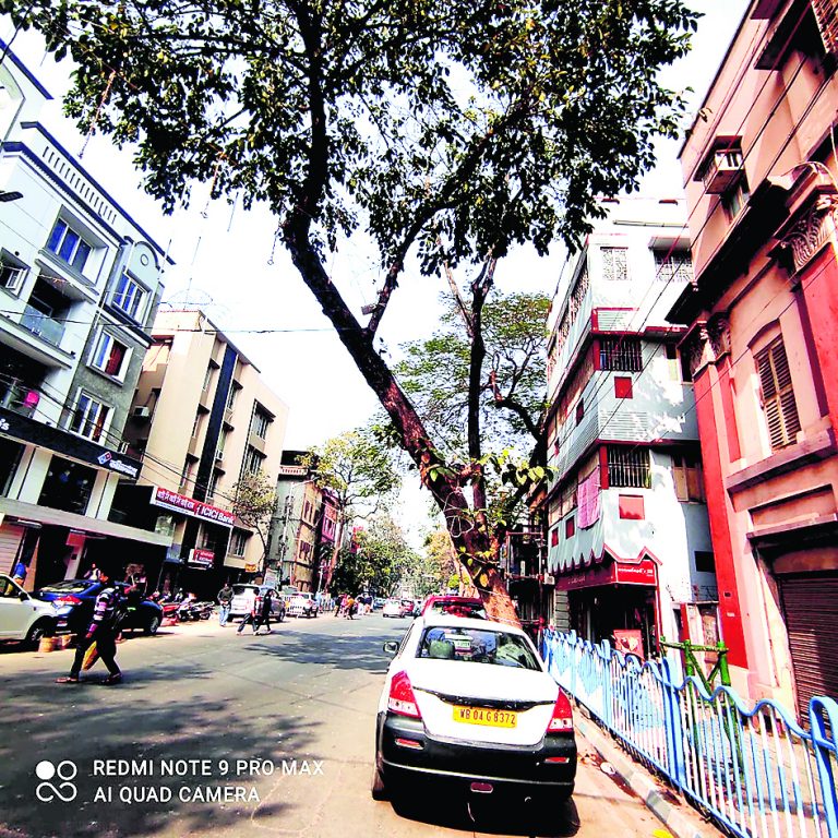 बीमार व सूख चुके पेड़ों का नगर निगम कर रहा है सर्वे