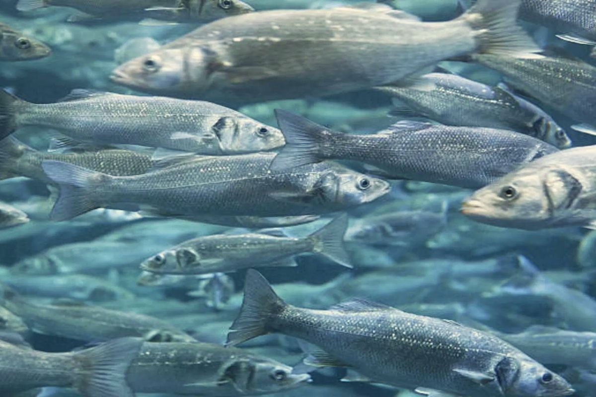 fish mall in nalanda| Bihar's first hi-tech fish mall will be built in Nalanda at a cost of Rs 70 crore