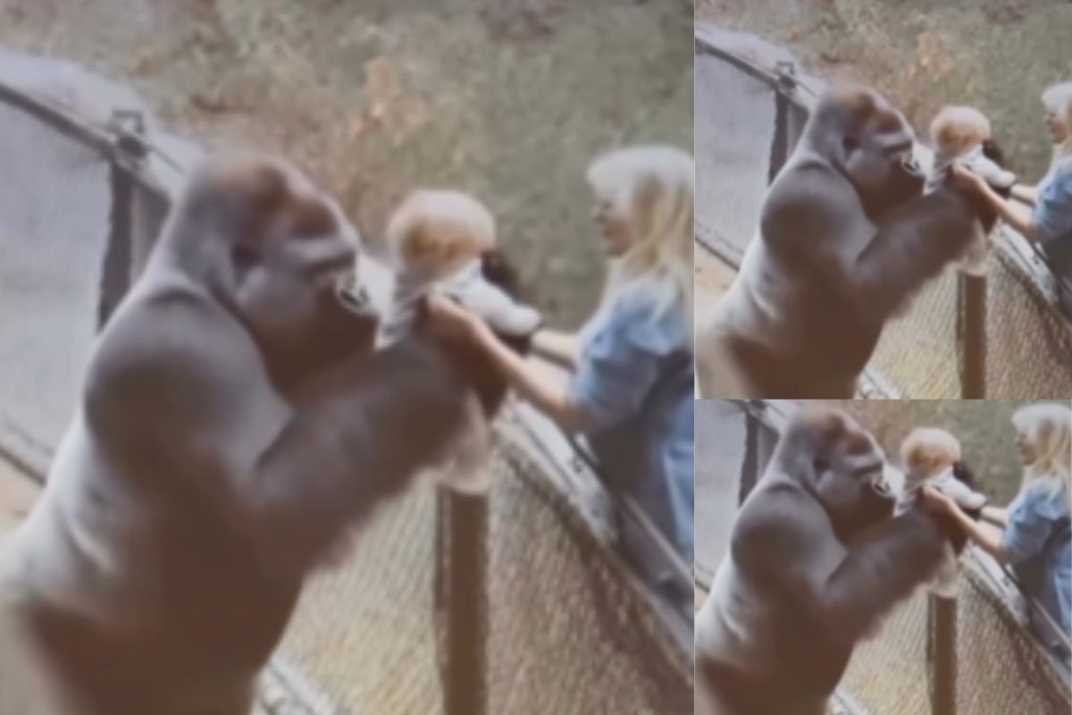 gorilla and baby