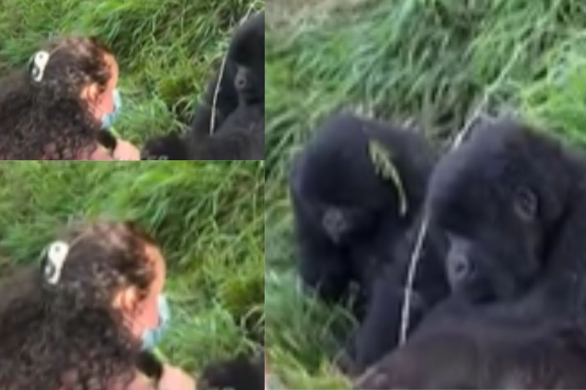 gorilla