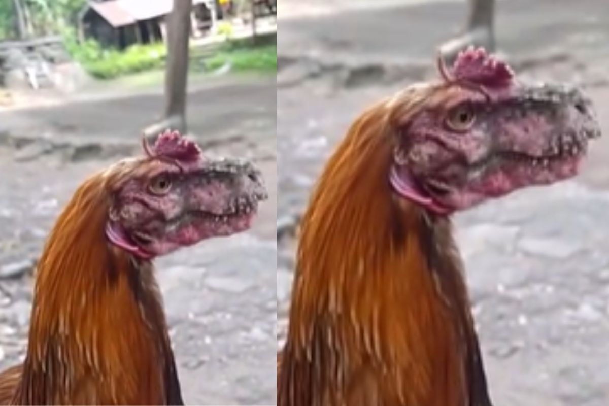 hen