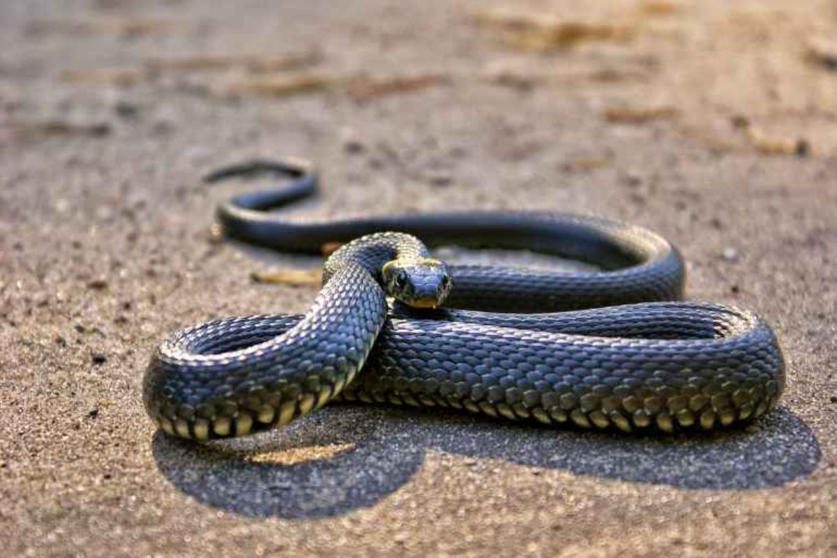 jamui news | Bihar News: A poisonous snake entered a school in Jamui, causing panic among the children