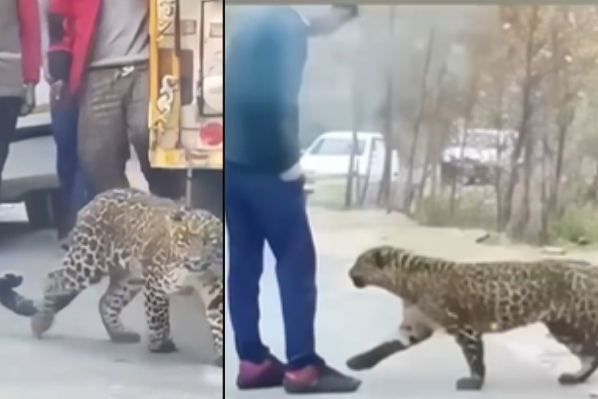 leopard
