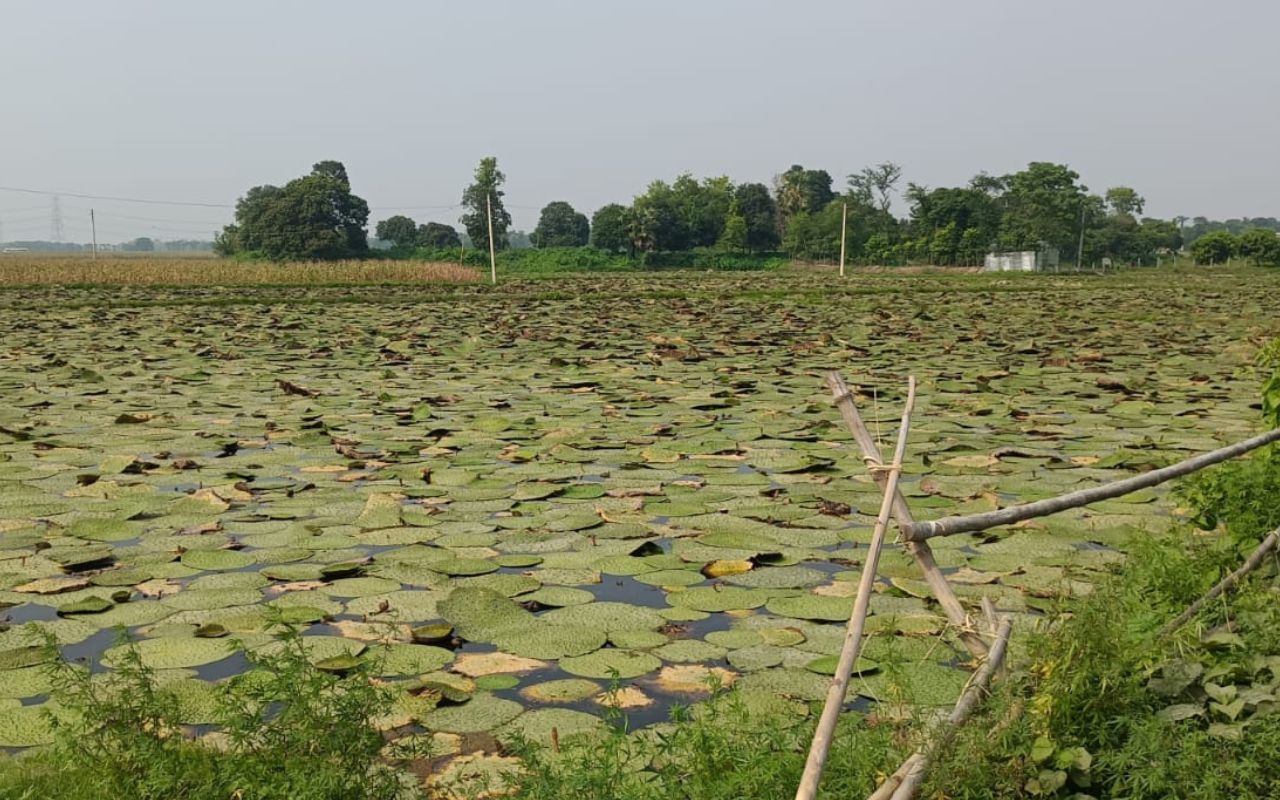 makhana ki kheti in madhepura