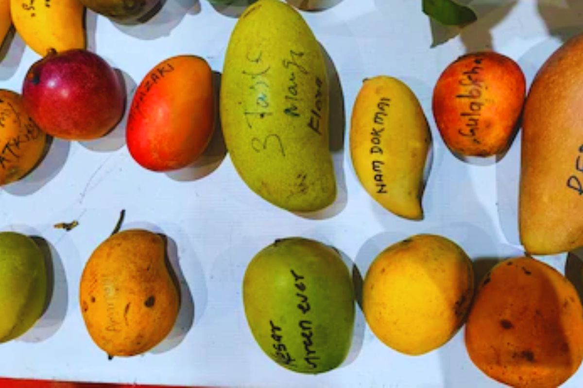 mango in bihar| Expensive mangoes from Thailand, Kenya and America are growing in Bihar, know the price