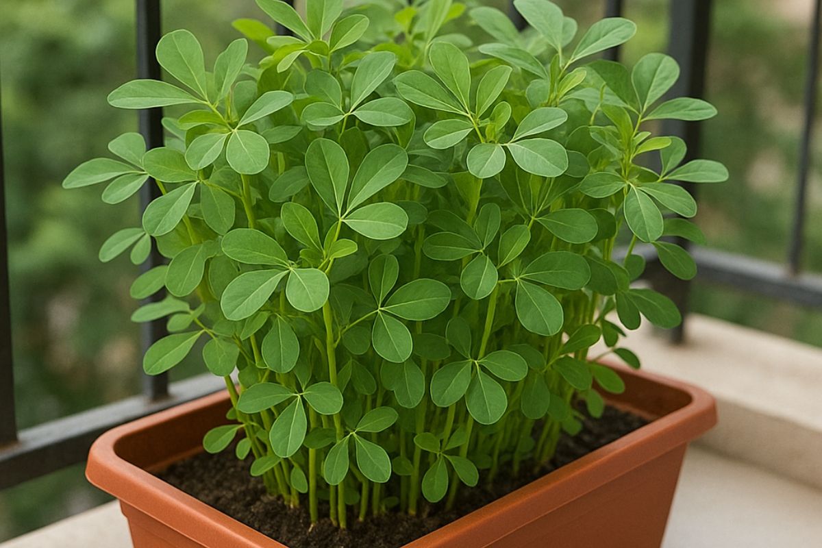 methi plant gardening