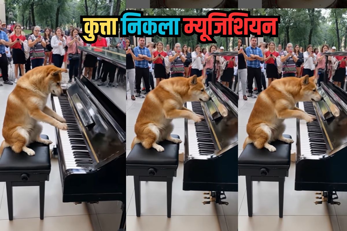 musician Dog