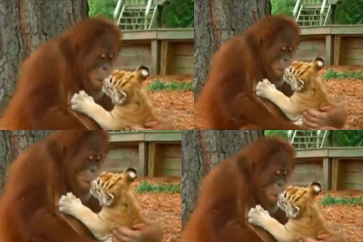 orangutan