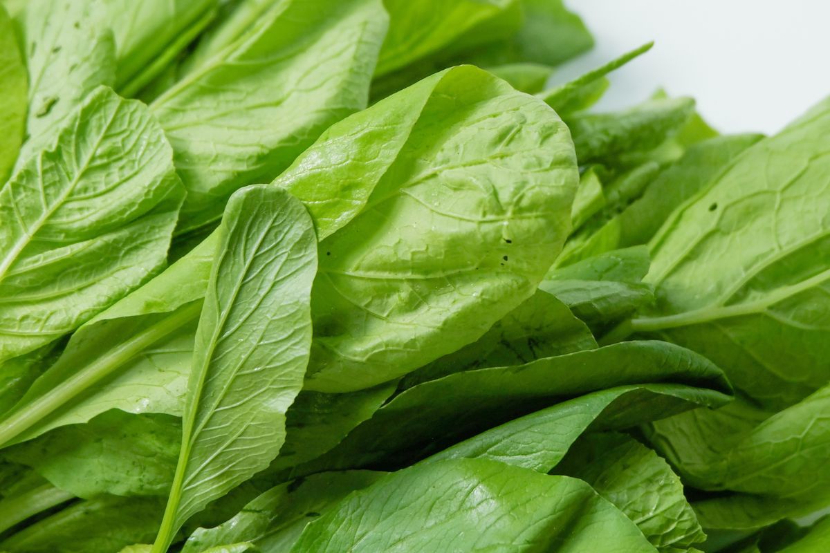 palak gardening tips