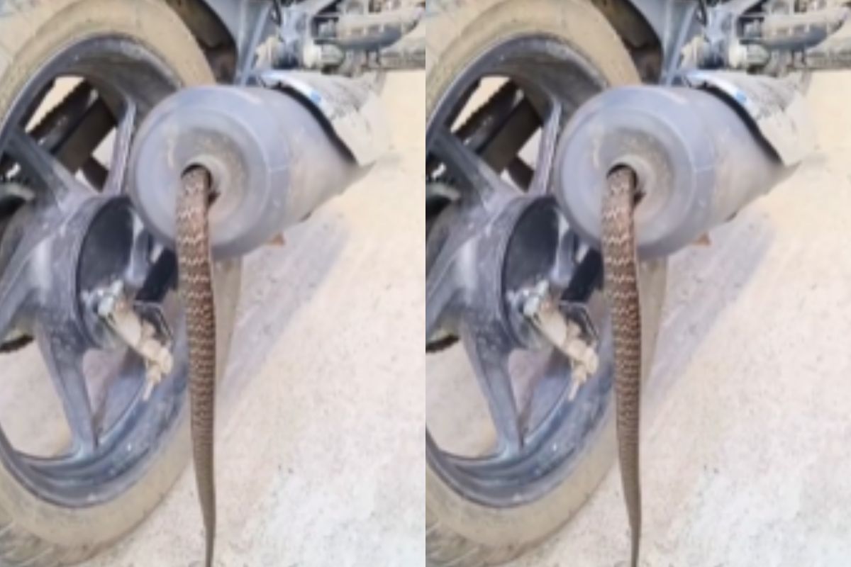 snake