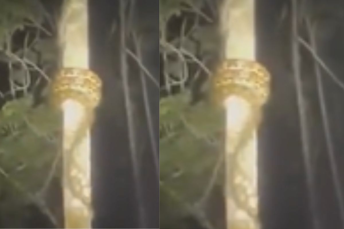 snake