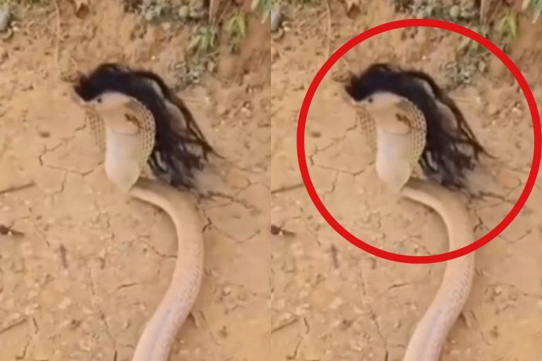 Viral Video: काले बालों वाले सांप का वीडियो वायरल, क्या है सच