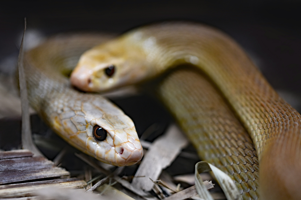 snake alert