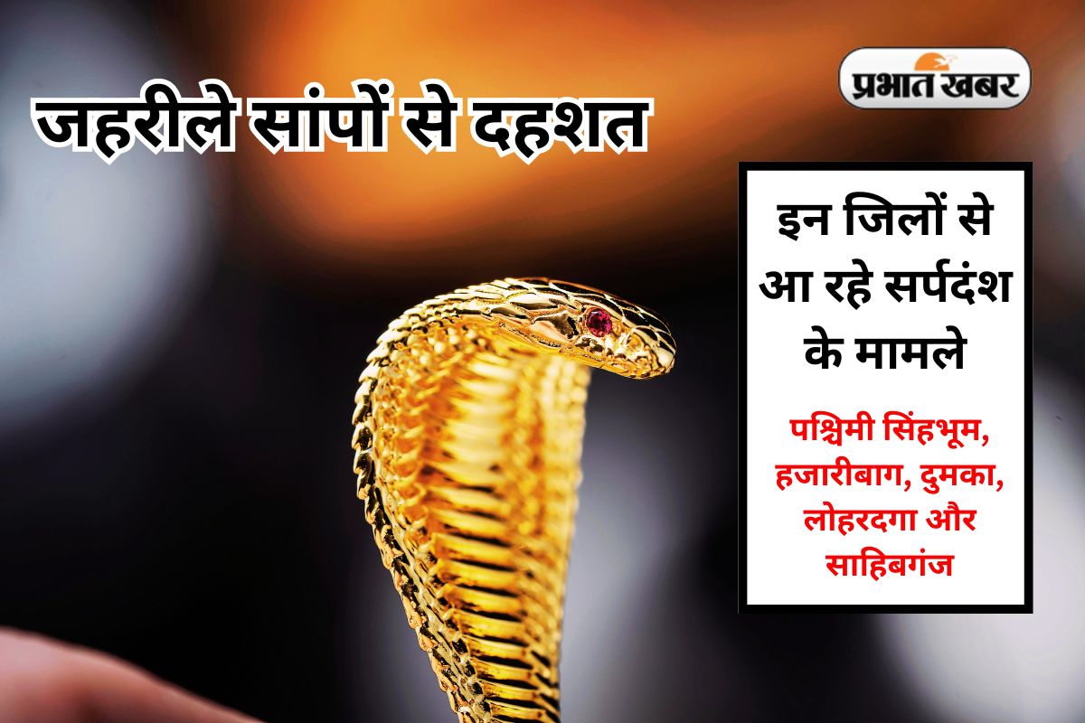 snake bite in jharkhand news