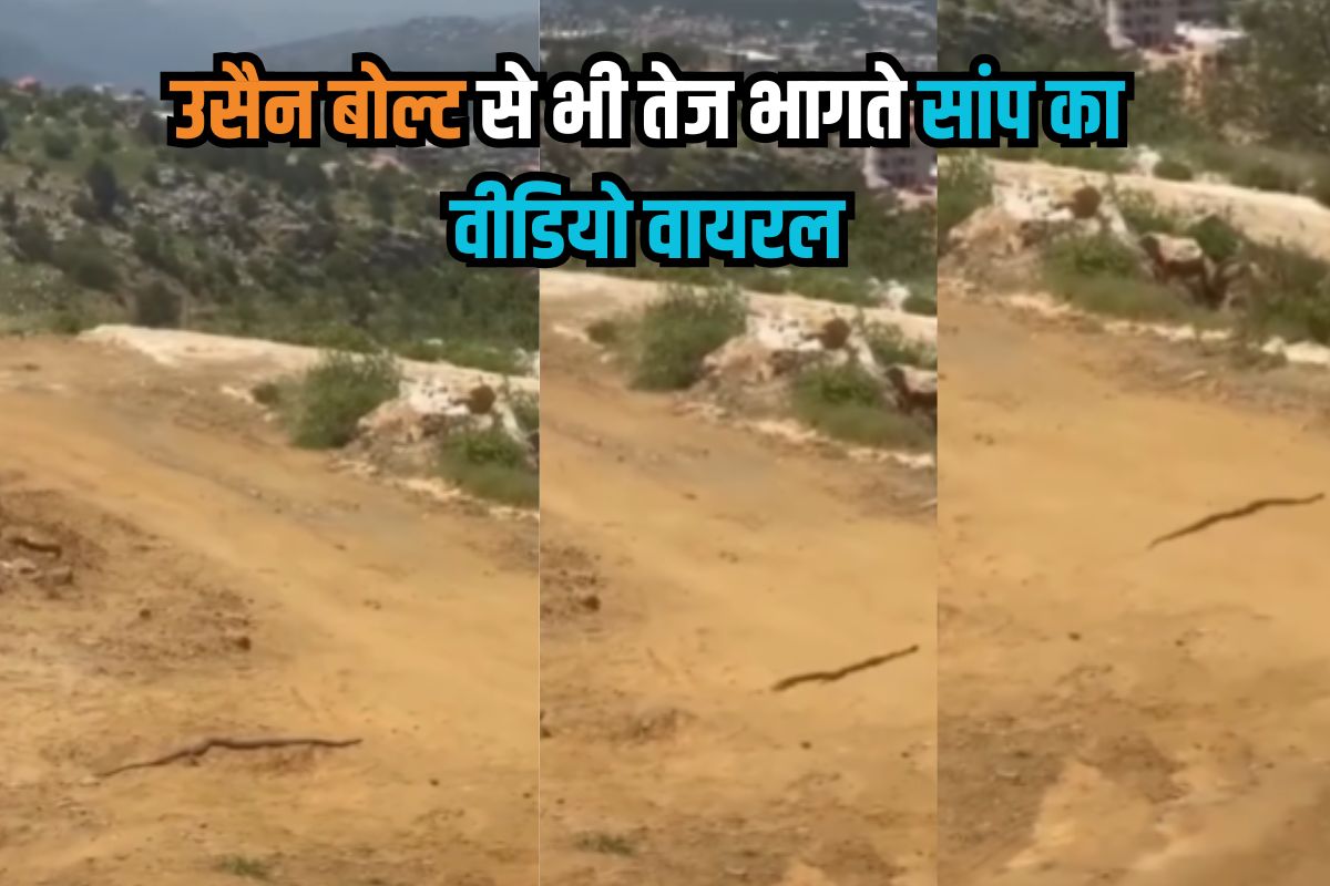 snake running