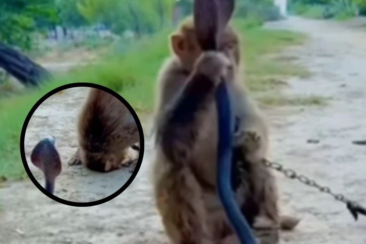 snake viral video