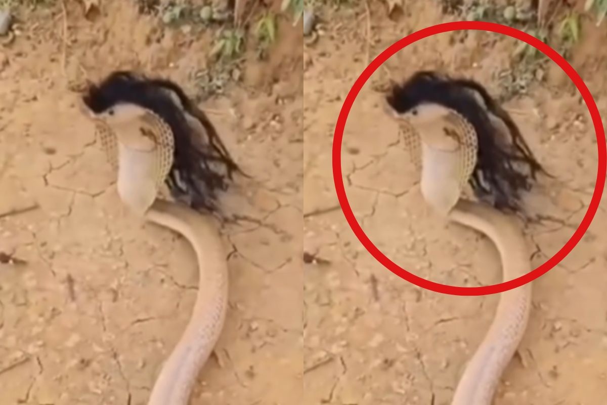snake