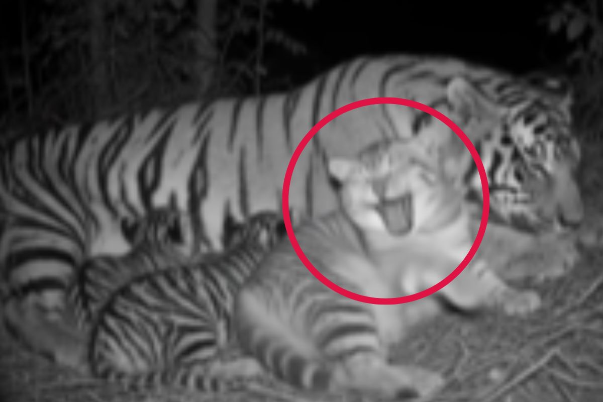 tiger mother cat baby