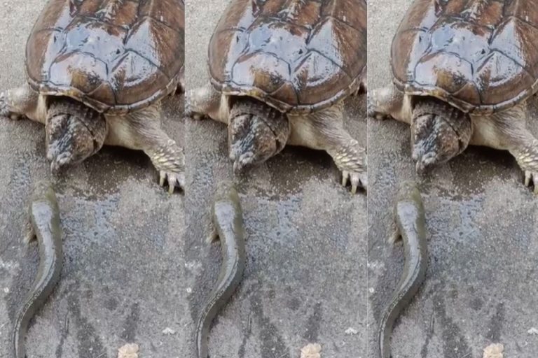 Viral Video: कछुए का तेज हमला! मछली को एक झटके में खा गया, वीडियो देखें