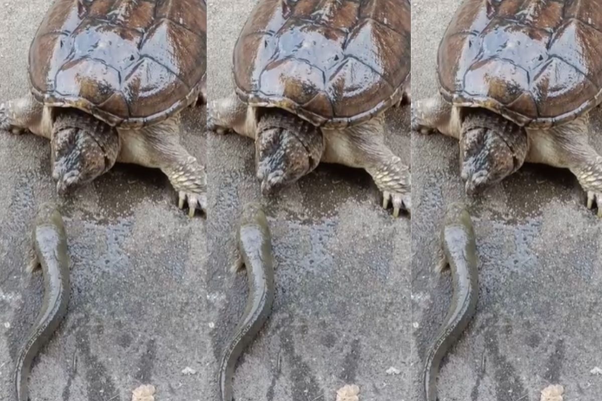 turtle eat catfish