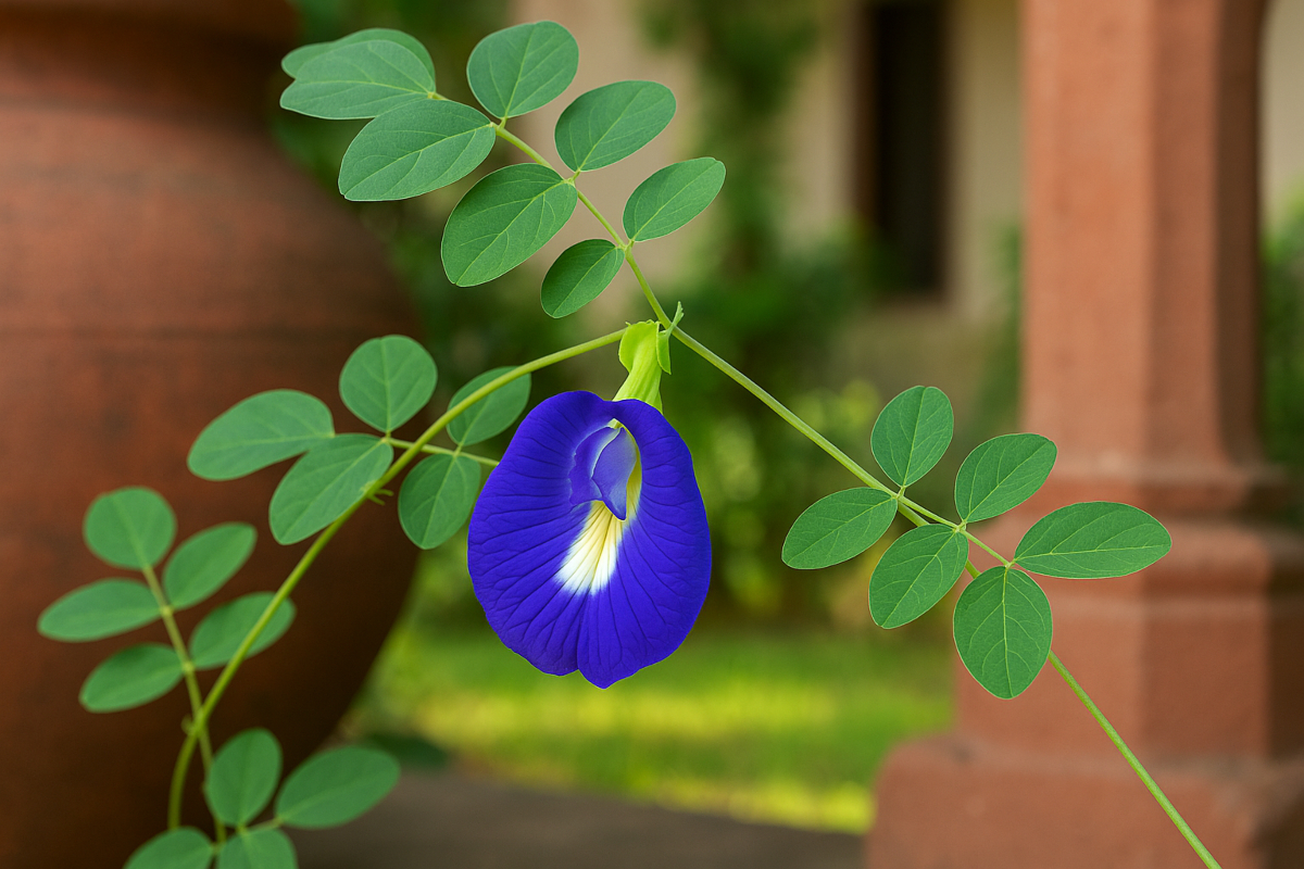 vastu tips for aprajita plant