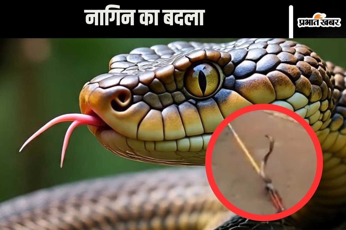 viral video snake in up