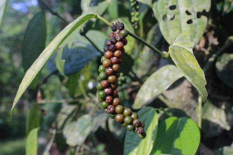 How To Grow Kali Mirch Tree: घर पर उगानी है काली मिर्च, जानिए सही समय और तापमान 