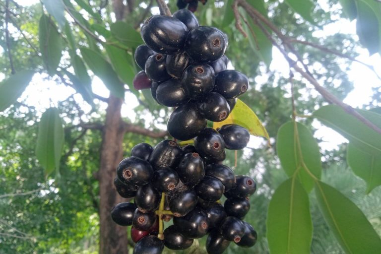 डायबिटीज मरीजों के लिए वरदान है ये मौसमी फल, फायदे जान कर आप भी लाएंगे घर 