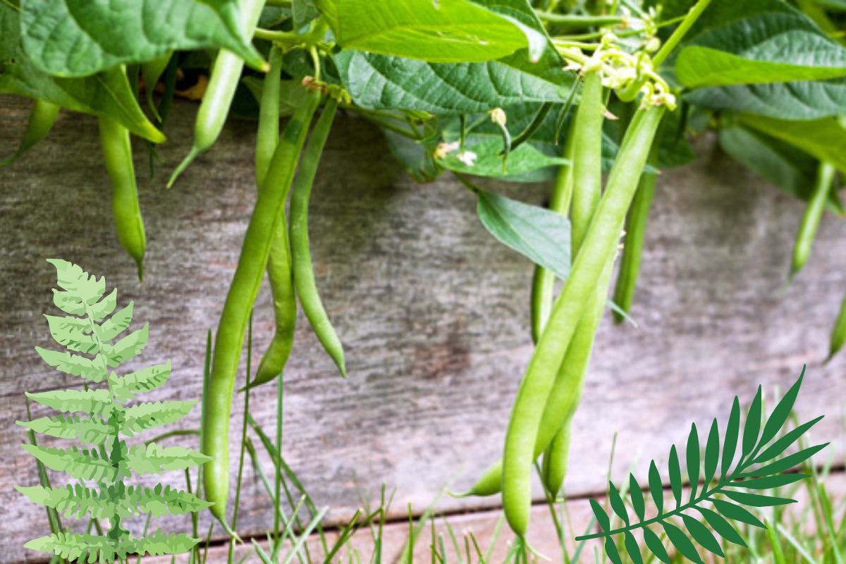 beans gardning tips