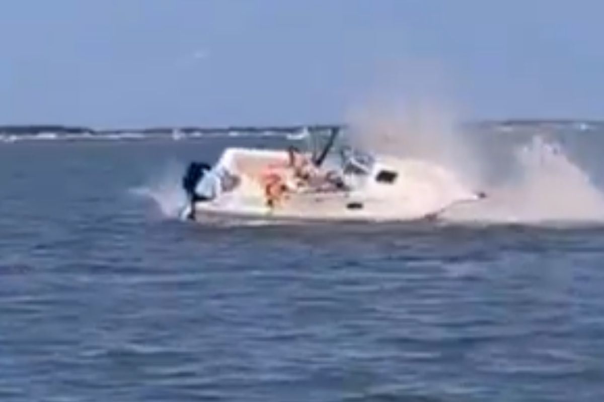 20-Foot Long Whale Killed In Boat Crash
