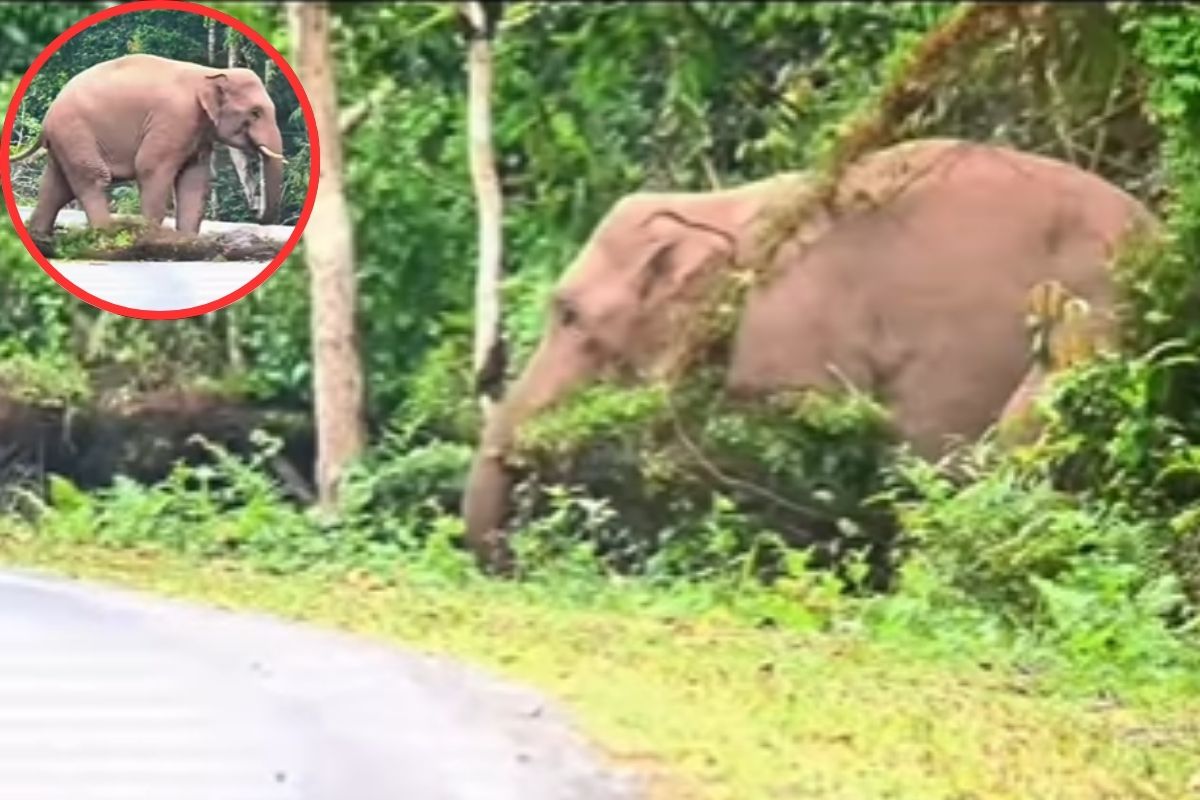Baby elephant playing with bush