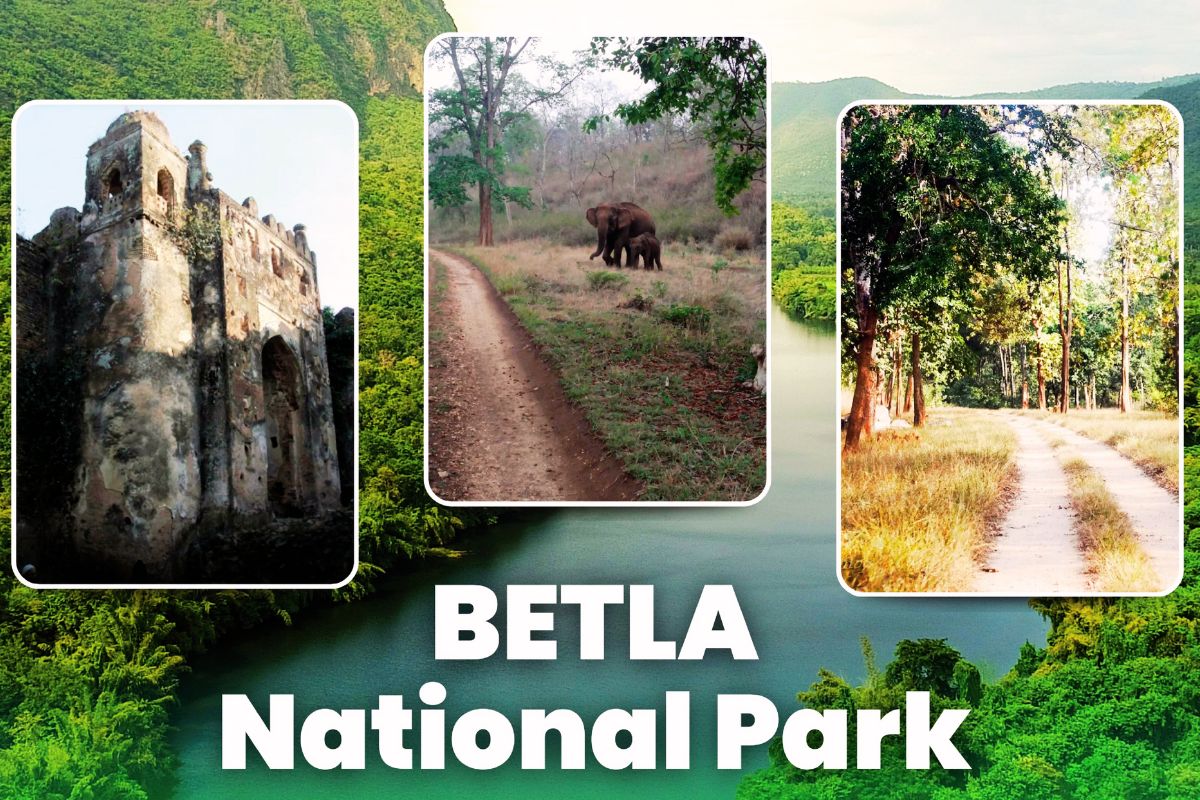 Betla National Park Palamu Jharkhand